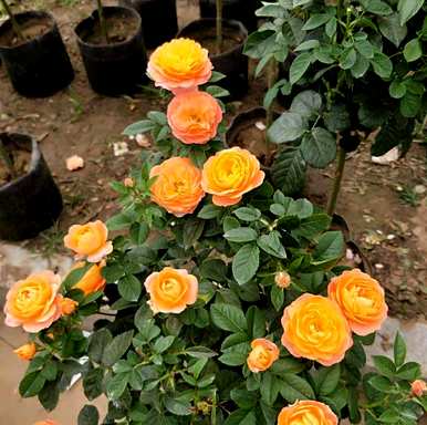 夏天怎么养月季花盆栽？月季花夏天能横拉吗？