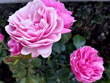 夏天怎么养月季花盆栽？月季花夏天能横拉吗？