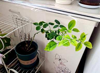 夏天怎么养月季花盆栽？月季花夏天能横拉吗？