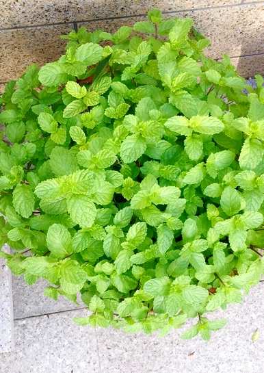 卧室里什么花最好，降血脂最好的花是什么？
