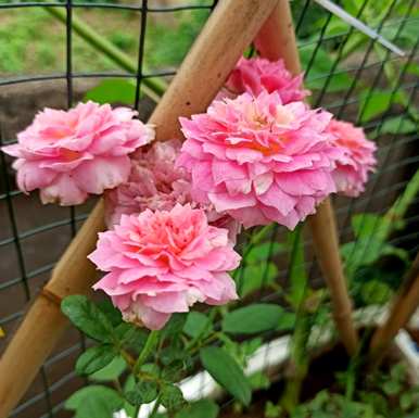 夏天怎么养月季花盆栽？月季花夏天能横拉吗？