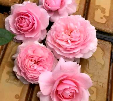 夏天怎么养月季花盆栽？月季花夏天能横拉吗？