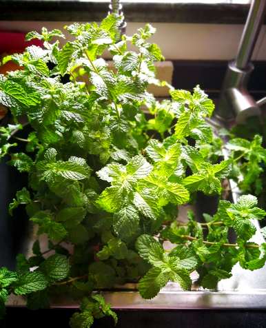 卧室里什么花最好，降血脂最好的花是什么？