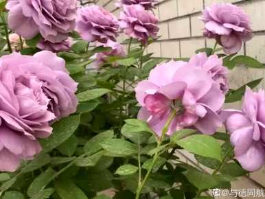 夏天怎么养月季花盆栽？月季花夏天能横拉吗？