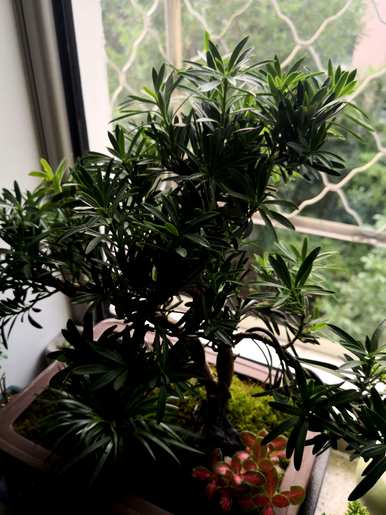 罗汉松养殖方法视频教程大全，罗汉松养殖方法