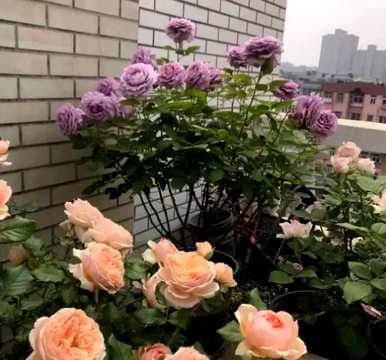 夏天怎么养月季花盆栽？月季花夏天能横拉吗？