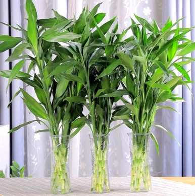 家里能养的花有哪些，容易养的花有哪些？