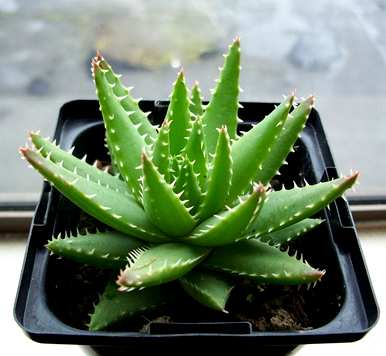 家里能养的花有哪些，容易养的花有哪些？