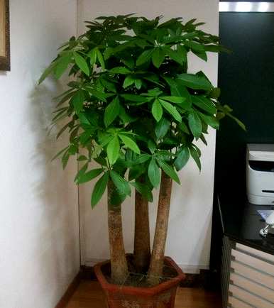 家里能养的花有哪些，容易养的花有哪些？