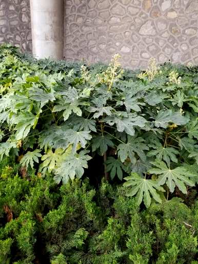 八角金盘养殖方法，八角金盘百科知识
