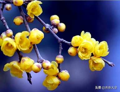 腊梅花如何水养花期长，腊梅花如何水养