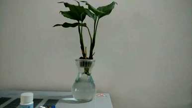 花叶万年青水培方法及注意事项，如何培育花叶万年青水培？