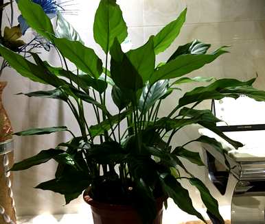 花叶万年青水培方法及注意事项，如何培育花叶万年青水培？