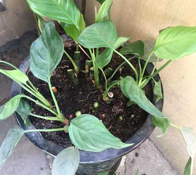 花叶万年青水培方法及注意事项，如何培育花叶万年青水培？