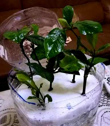 栀子可以扦插花盆吗？栀子什么时候扦插好？