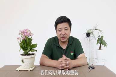 如何修剪长寿花才能开花，如何修剪长寿花才能开花
