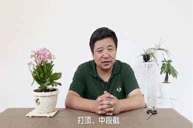 如何修剪长寿花才能开花，如何修剪长寿花才能开花
