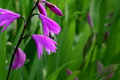 白芨栽培应去除什么，白芨栽培技术是什么？