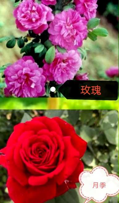 玫瑰有什么区别？如何区分玫瑰和玫瑰？