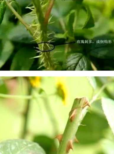 玫瑰有什么区别？如何区分玫瑰和玫瑰？