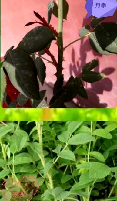 玫瑰有什么区别？如何区分玫瑰和玫瑰？