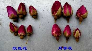 玫瑰有什么区别？如何区分玫瑰和玫瑰？