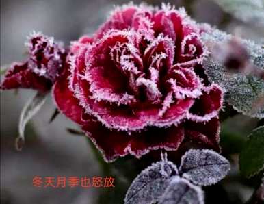 玫瑰有什么区别？如何区分玫瑰和玫瑰？