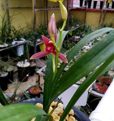 种植兰花有哪些方法，种植兰花有哪些方法比较好？