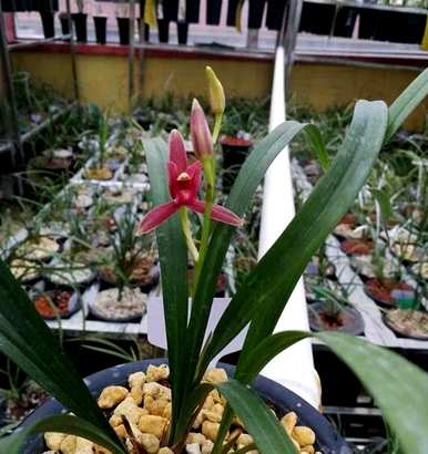 种植兰花有哪些方法，种植兰花有哪些方法比较好？