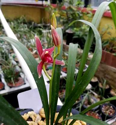 种植兰花有哪些方法，种植兰花有哪些方法比较好？