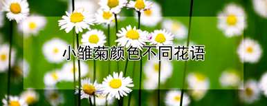 白雏菊代表什么意思，白雏菊象征什么意思？