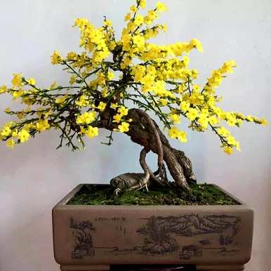 迎春花开花结果几年，迎春花开花结果几年