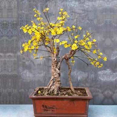 迎春花开花结果几年，迎春花开花结果几年