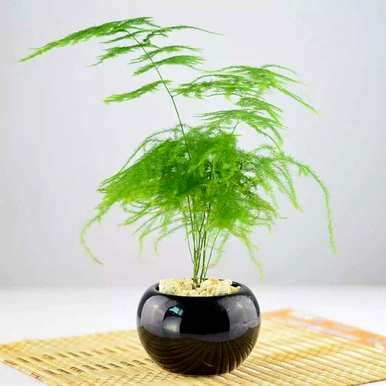 如何修剪文竹花的图片，修剪文竹花的正确方法