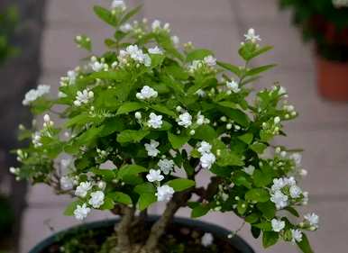 世界上最香的花是什么，世界上最香的花是什么？