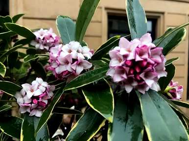 世界上最香的花是什么，世界上最香的花是什么？