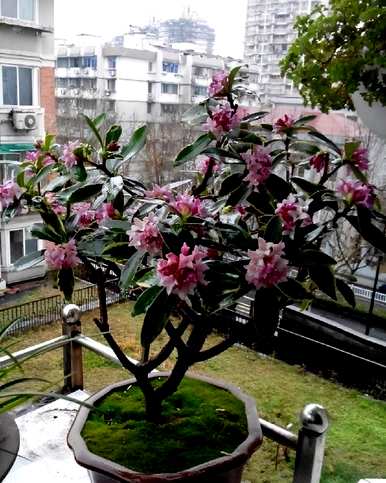 世界上最香的花是什么，世界上最香的花是什么？