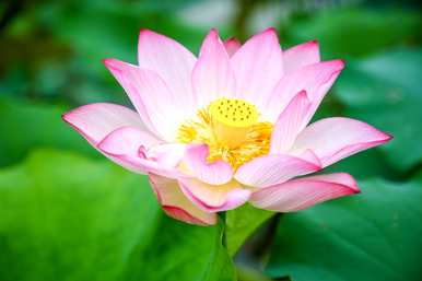 碗莲几月开花多久？碗莲几月开花多久？