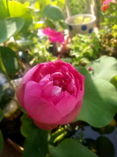 碗莲几月开花多久？碗莲几月开花多久？