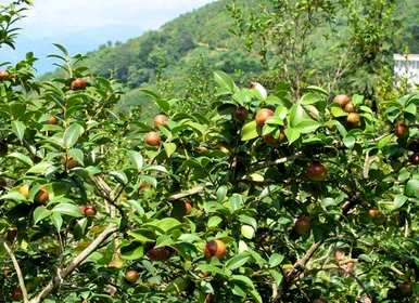 哪里适合种植油茶树，哪里最好种植油茶树？