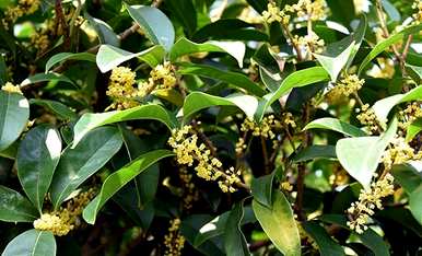 农村院子种桂花树，怎么种桂花树？