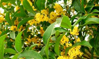 农村院子种桂花树，怎么种桂花树？