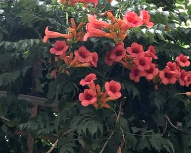 凌霄花几月开花，凌霄花几月开花