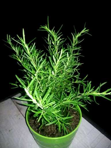 种植迷迭香应注意的事项，种植和维护地面迷迭香