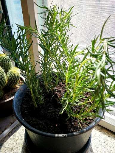 种植迷迭香应注意的事项，种植和维护地面迷迭香