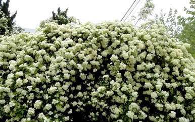 为什么木香花不能养在家里？木香花能养在家里吗？