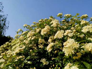 为什么木香花不能养在家里？木香花能养在家里吗？