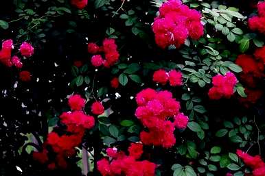 为什么木香花不能养在家里？木香花能养在家里吗？
