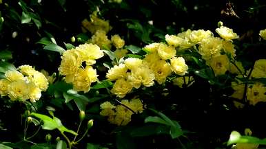 为什么木香花不能养在家里？木香花能养在家里吗？