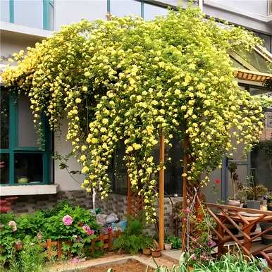 为什么木香花不能养在家里？木香花能养在家里吗？